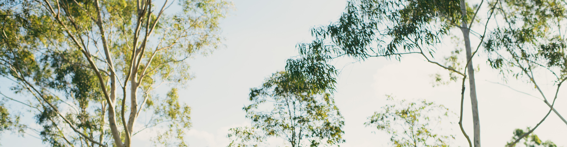 Hereford Hill Landscape Guidelines Lochinvar Hunter Valley